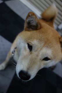 DSC02603.jpg
